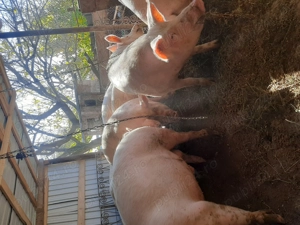 De vânzare porci  - imagine 4