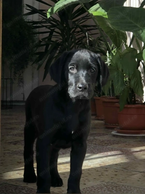 Cățelușa Labrador neagră ,vârstă de 4 luni