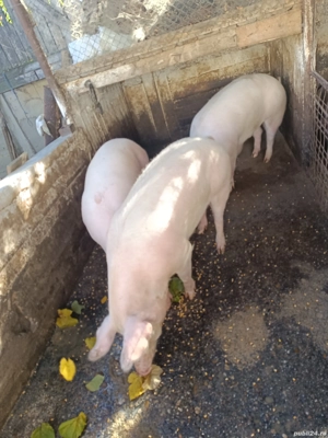 vand porci grasi - imagine 2