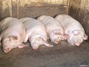 vand porci grasi - imagine 3