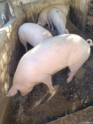 vand porci grasi - imagine 4