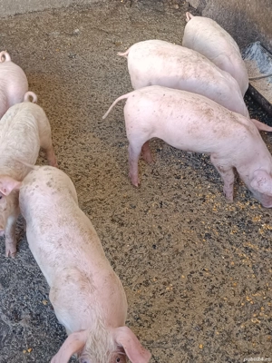 Vand purcei - imagine 3