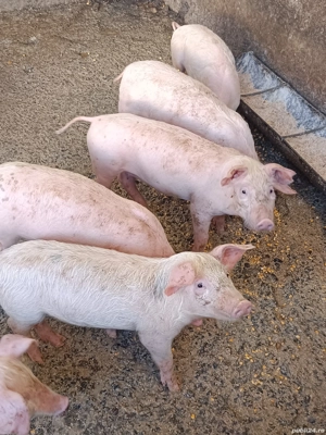 Vand purcei - imagine 4