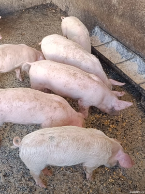 Vand purcei - imagine 2