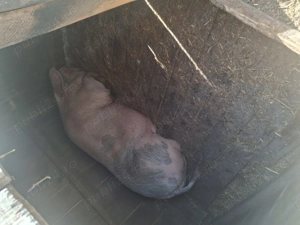 Porc de crăciun 300 kg