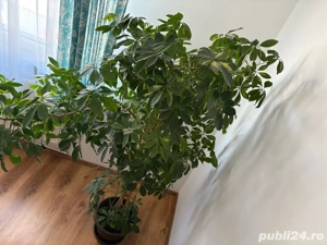 Vand 2 plante Schefflera