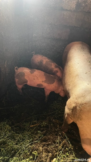 Vand porci ,rasă petreni 20-25kg - imagine 2