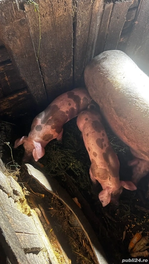 Vand porci ,rasă petreni 20-25kg - imagine 3