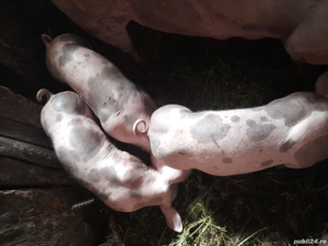 Vand porci ,rasă petreni 20-25kg - imagine 5