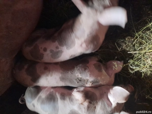 Vand porci ,rasă petreni 20-25kg - imagine 4