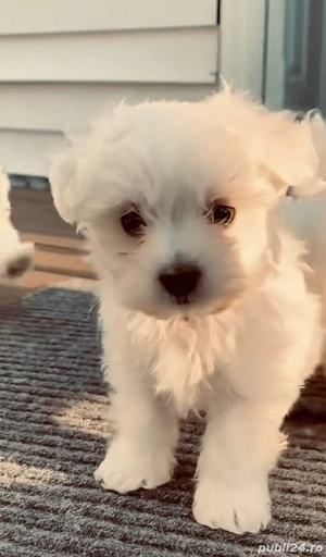Vand bishon maltez miny toy baietel vaccinat si deparazitat cu carnet de sanatate 6 saptamani baiete