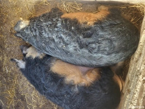 vand porci mangalita 