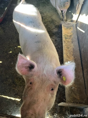 porci de vanzare