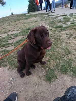 Labrador retriever ciocolata 