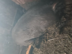 Vând porc duroc  - imagine 2