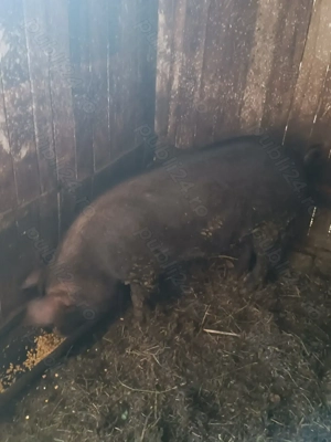 Vând porc duroc  - imagine 3