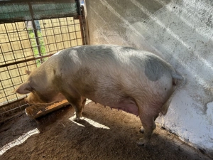 Porc de vânzare Rociu 