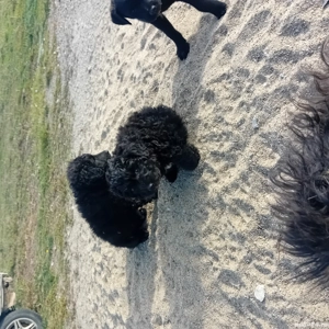 vând căței de întors oile 