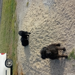 vând căței de întors oile  - imagine 2