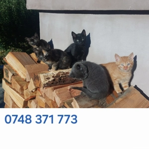 Pisoi Albastru de Rusia - imagine 2