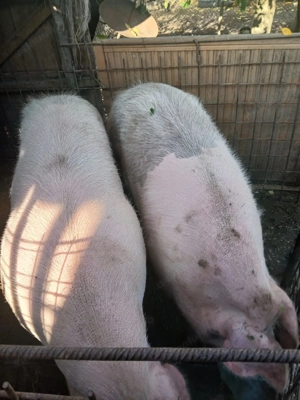 Vand scrofita - imagine 2