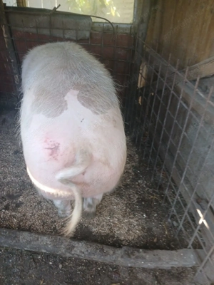 Vand scrofita - imagine 4