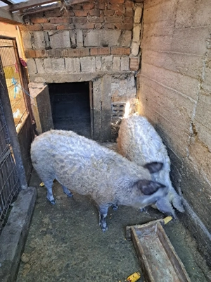 Vând porci mangalița 