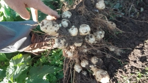 Vând topinambur alb - imagine 2