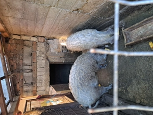 Vând porci mangalița  - imagine 2