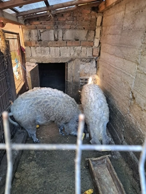 Vând porci mangalița  - imagine 3