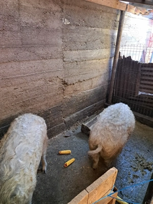 Vând porci mangalița  - imagine 4