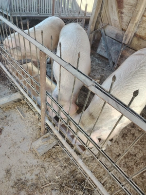 Porci grași de vânzare  - imagine 2