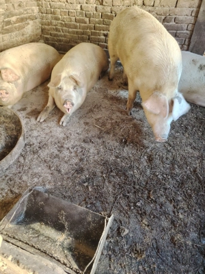 Porci grași de vânzare  - imagine 3