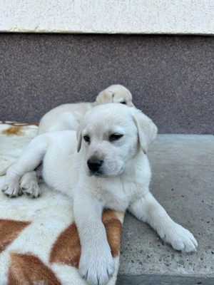 Labrador pui caută stapani - imagine 4