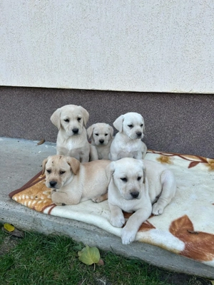 Labrador pui caută stapani - imagine 3