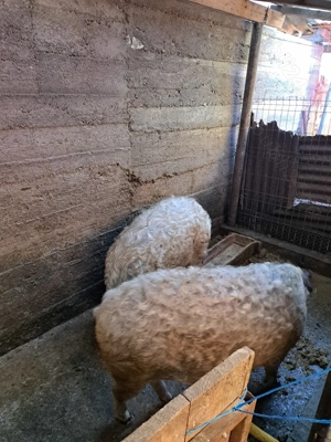 Vând porci mangalița  - imagine 5