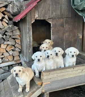 Labrador pui caută stapani - imagine 2