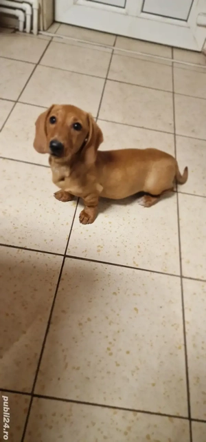 teckel (fetiță ) păr scurt talie mică 