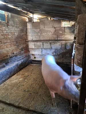 Vând porci 15 lei - imagine 3