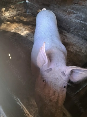 Vând porci 15 lei - imagine 4