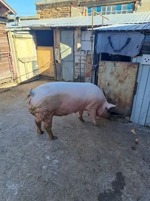 Vând porci 15 lei - imagine 2