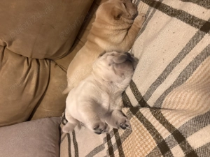 Vand pui Shar-Pei - imagine 3