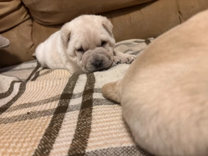 Vand pui Shar-Pei - imagine 2