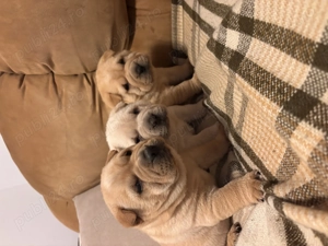 Vand pui Shar-Pei - imagine 5