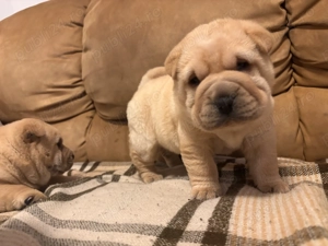 Vand pui Shar-Pei - imagine 4