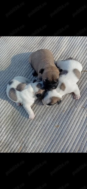 Buldog francez puiuti