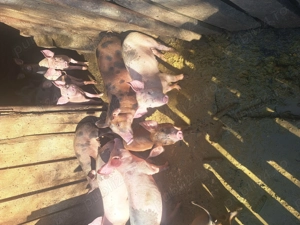 Vand porci - imagine 4