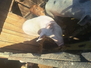 Vand porci - imagine 2