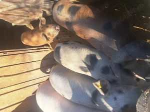 Vand porci - imagine 3