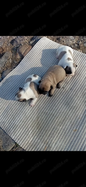 Buldog francez puiuti - imagine 2